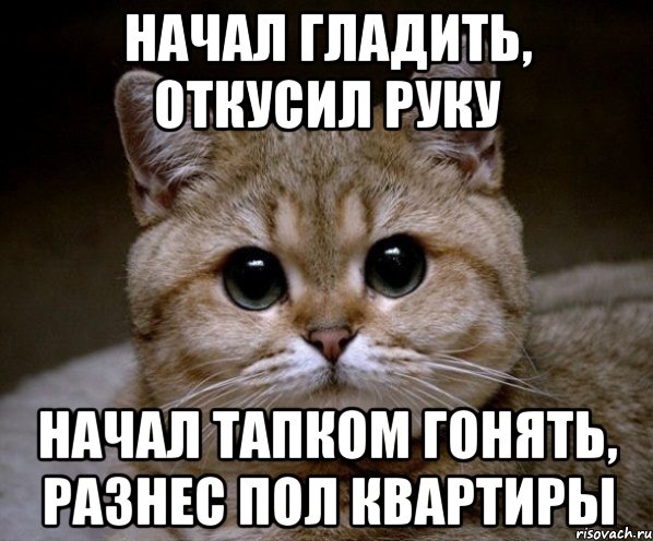 Начал гладить, откусил руку Начал тапком гонять, разнес пол квартиры, Мем Пидрила Ебаная