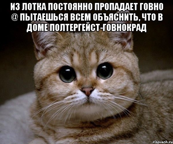 ИЗ ЛОТКА ПОСТОЯННО ПРОПАДАЕТ ГОВНО @ ПЫТАЕШЬСЯ ВСЕМ ОБЪЯСНИТЬ, ЧТО В ДОМЕ ПОЛТЕРГЕЙСТ-ГОВНОКРАД , Мем Пидрила Ебаная