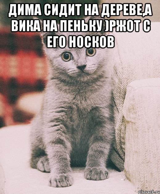 Дима сидит на дереве,а Вика на пеньку )ржот с его носков , Мем про диму