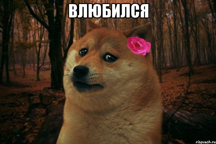 влюбился , Мем  SAD DOGE GIRL