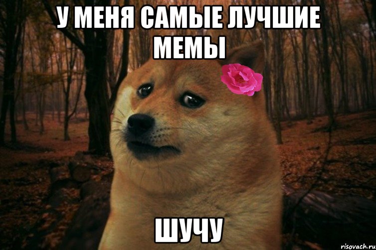 У меня самые лучшие мемы Шучу, Мем  SAD DOGE GIRL