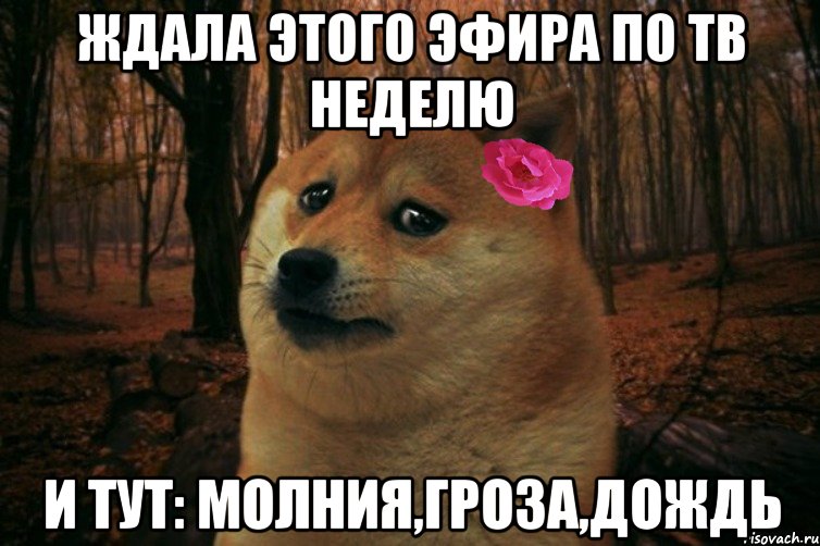 Ждала этого эфира по тв неделю и тут: молния,гроза,дождь, Мем  SAD DOGE GIRL