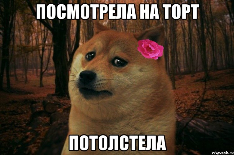 Посмотрела на торт Потолстела, Мем  SAD DOGE GIRL