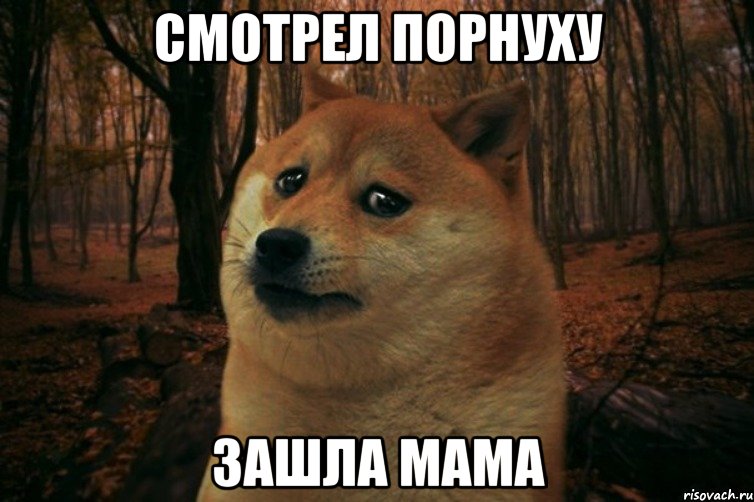 Смотрел порнуху зашла мама, Мем SAD DOGE