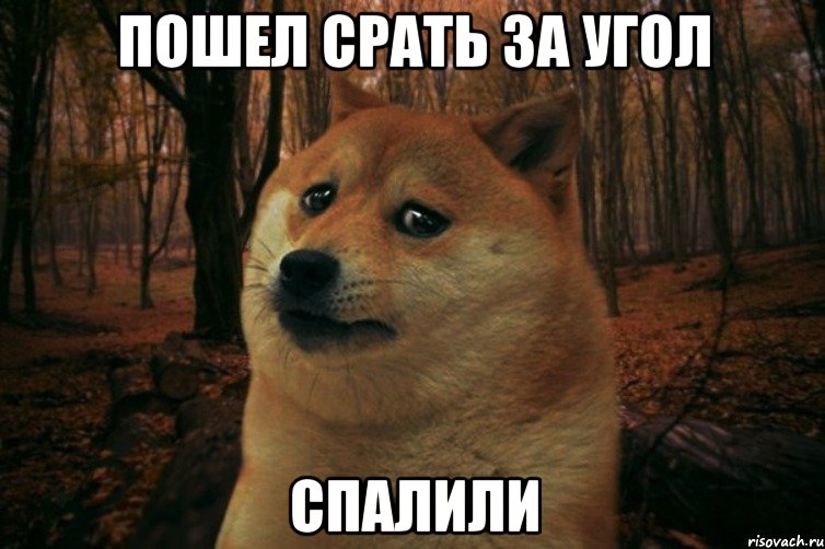 пошел срать за угол спалили, Мем SAD DOGE