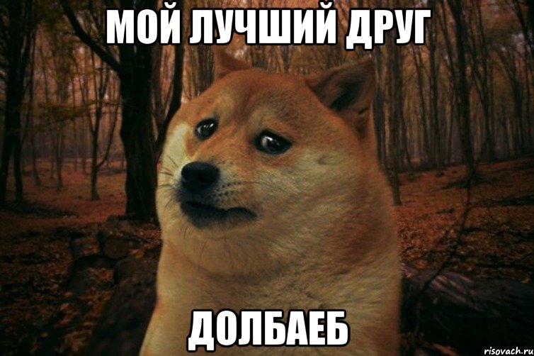 Мой лучший друг долбаеб, Мем SAD DOGE