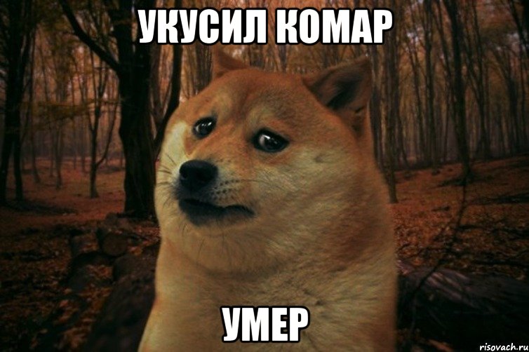 укусил комар умер, Мем SAD DOGE