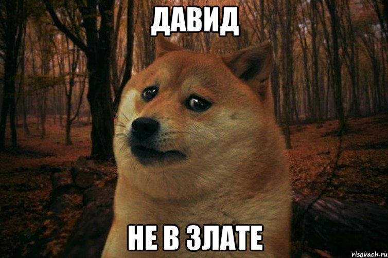 Давид не в Злате, Мем SAD DOGE