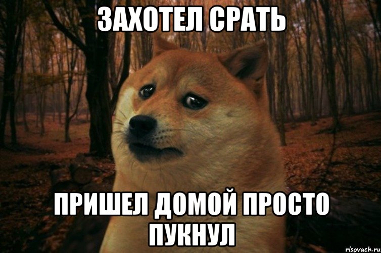 Захотел срать Пришел домой просто пукнул, Мем SAD DOGE