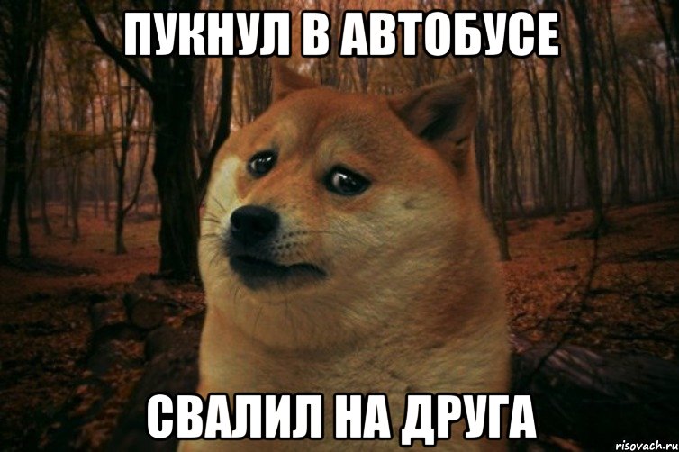 Пукнул в Автобусе Свалил на друга, Мем SAD DOGE