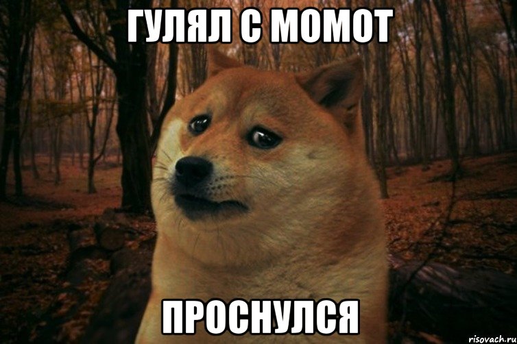 гулял с Момот проснулся, Мем SAD DOGE