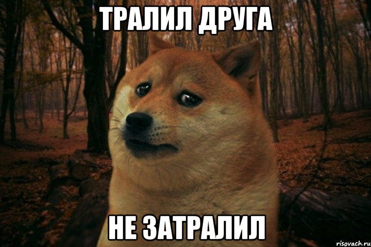 Тралил друга Не затралил, Мем SAD DOGE