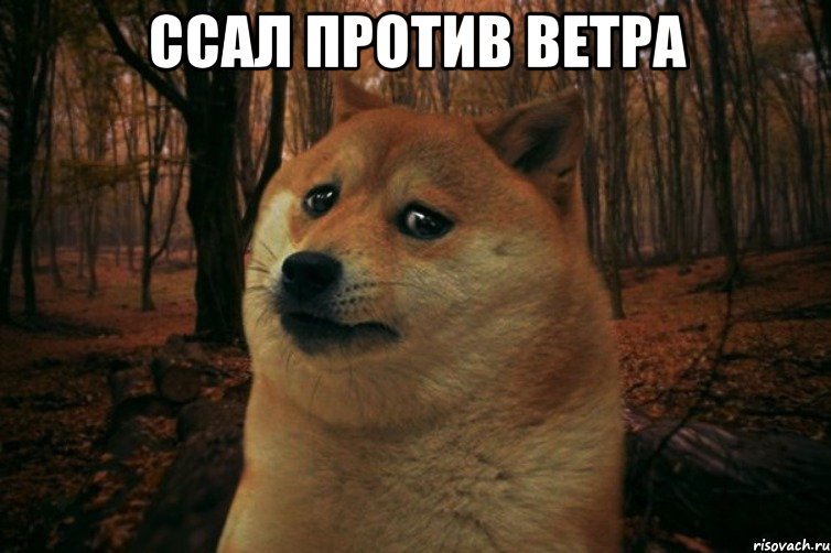 ссал против ветра , Мем SAD DOGE