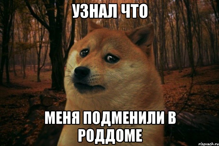 узнал что меня подменили в роддоме, Мем SAD DOGE