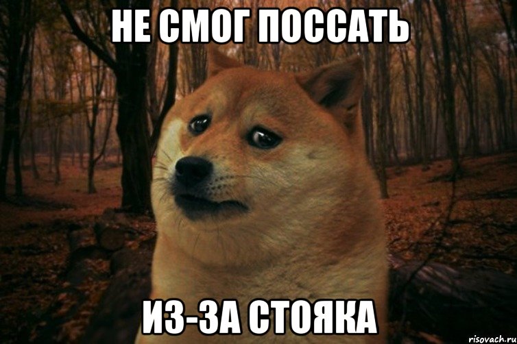 Не смог поссать из-за стояка, Мем SAD DOGE