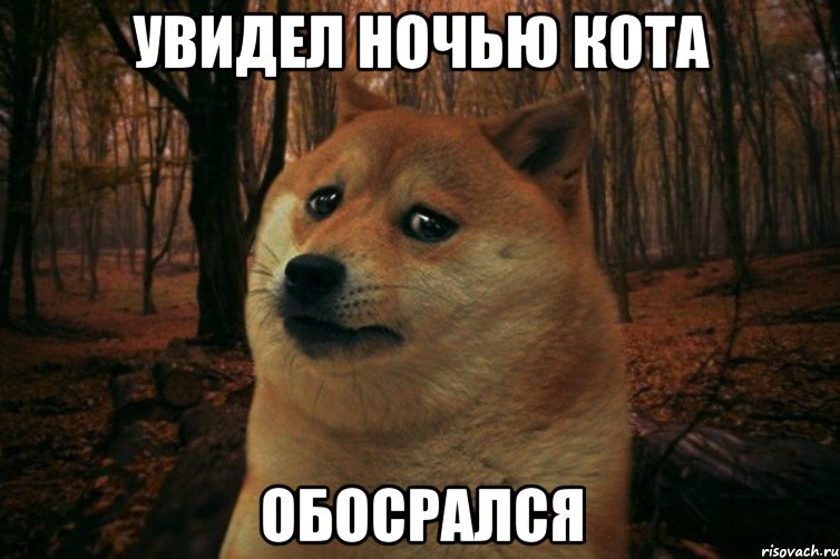 увидел ночью кота обосрался, Мем SAD DOGE