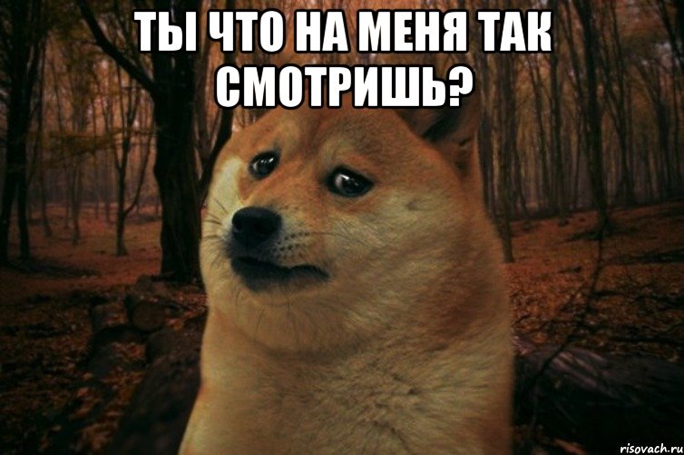 Ты что на меня так смотришь? , Мем SAD DOGE