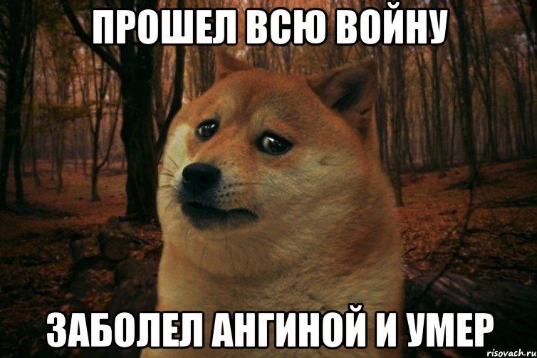 Прошел всю войну Заболел ангиной и умер, Мем SAD DOGE