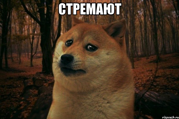 Стремают , Мем SAD DOGE