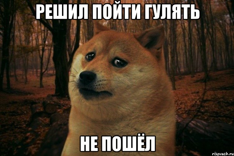 Решил пойти гулять Не пошёл, Мем SAD DOGE