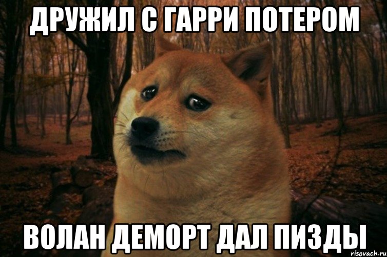 дружил с гарри потером волан деморт дал пизды, Мем SAD DOGE