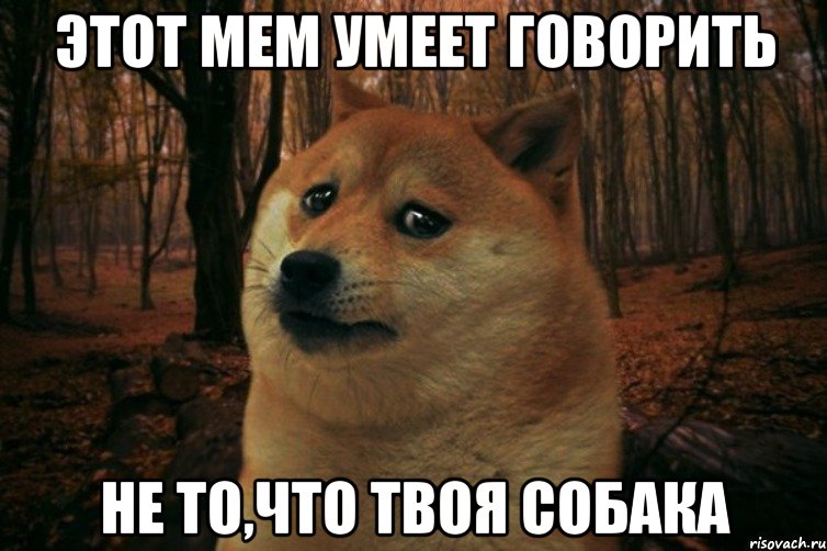 ЭТОТ МЕМ УМЕЕТ ГОВОРИТЬ НЕ ТО,ЧТО ТВОЯ СОБАКА, Мем SAD DOGE