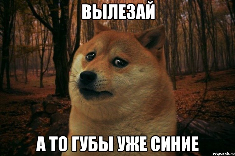 Вылезай А то губы уже синие, Мем SAD DOGE