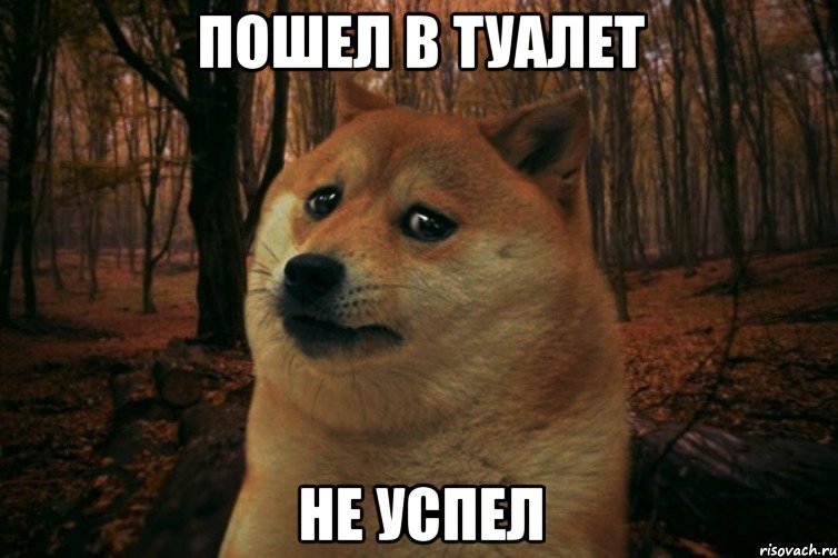 пошел в туалет не успел, Мем SAD DOGE