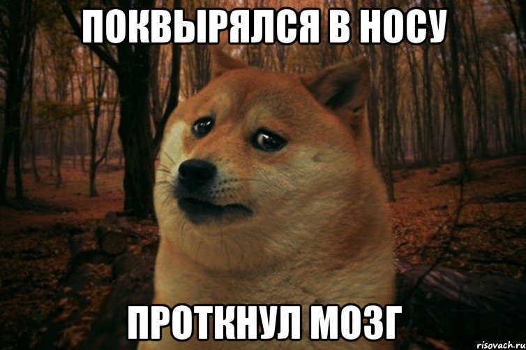 Поквырялся в носу проткнул мозг, Мем SAD DOGE