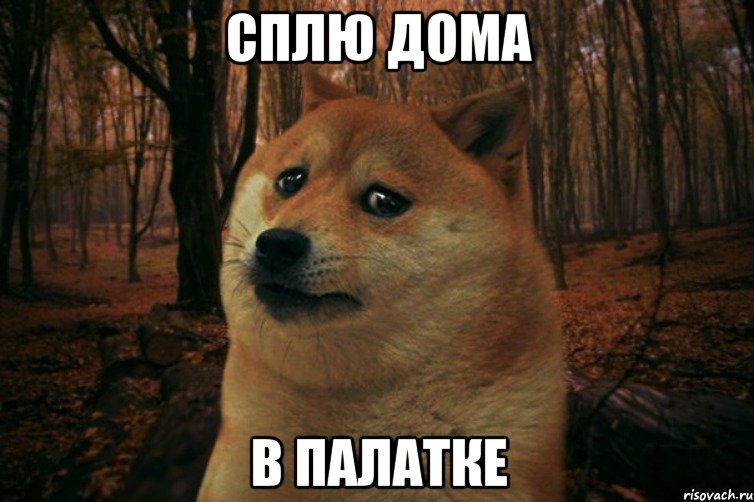 Сплю дома В ПАЛАТКЕ, Мем SAD DOGE