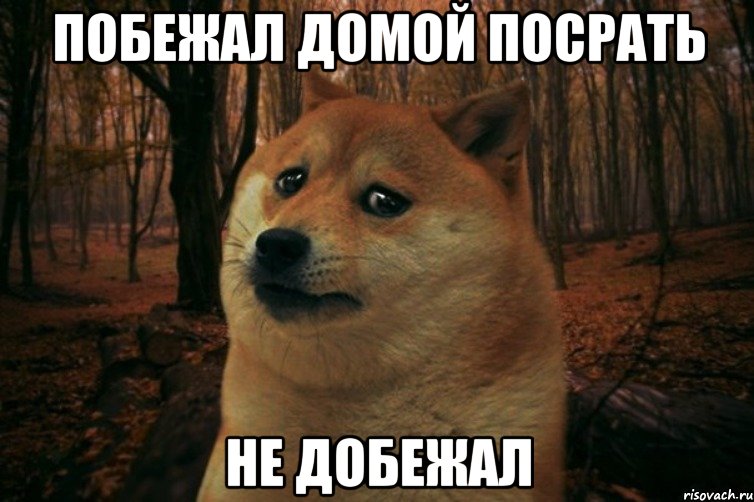 побежал домой посрать не добежал, Мем SAD DOGE