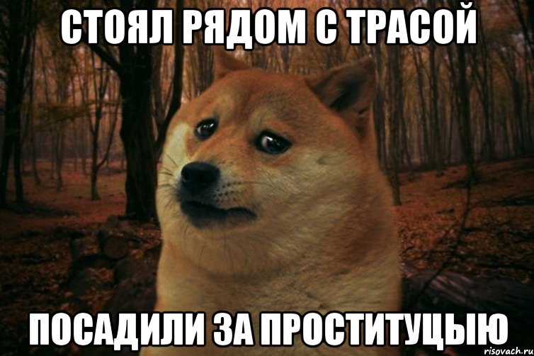 стоял рядом с трасой посадили за проституцыю, Мем SAD DOGE