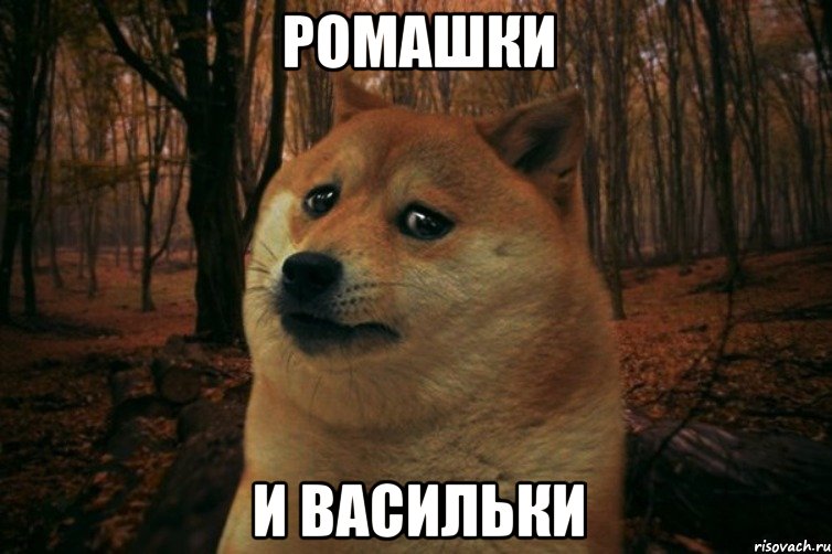 ромашки и васильки, Мем SAD DOGE