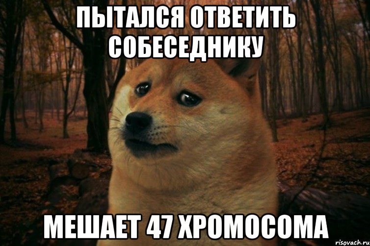 Пытался ответить собеседнику Мешает 47 хромосома, Мем SAD DOGE