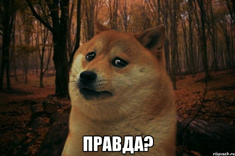  ПРАВДА?, Мем SAD DOGE