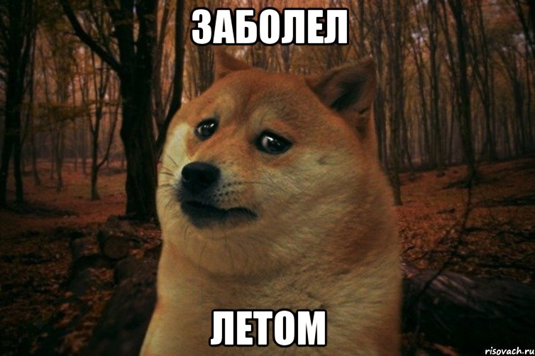 Заболел Летом, Мем SAD DOGE