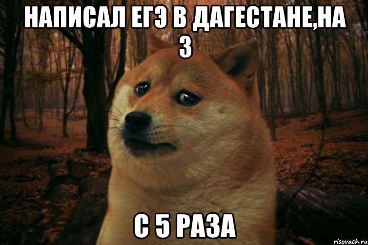 Написал егэ в дагестане,на 3 С 5 раза, Мем SAD DOGE