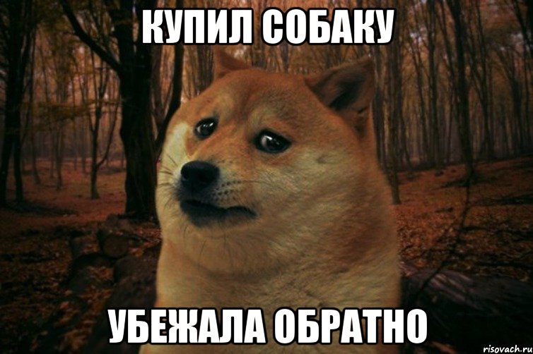 Купил собаку Убежала обратно, Мем SAD DOGE