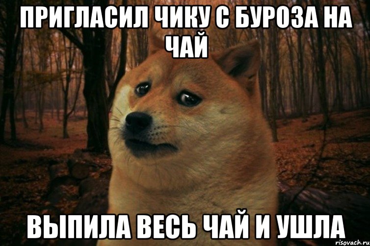 пригласил чику с буроза на чай выпила весь чай и ушла, Мем SAD DOGE