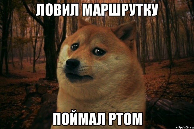 ЛОВИЛ МАРШРУТКУ ПОЙМАЛ РТОМ, Мем SAD DOGE