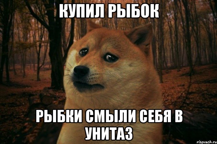 Купил рыбок Рыбки смыли себя в унитаз, Мем SAD DOGE