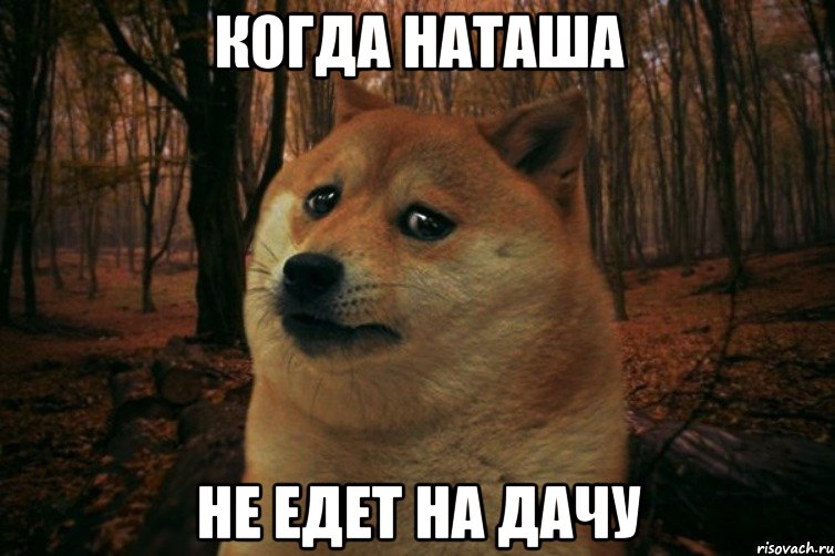 когда наташа не едет на дачу, Мем SAD DOGE