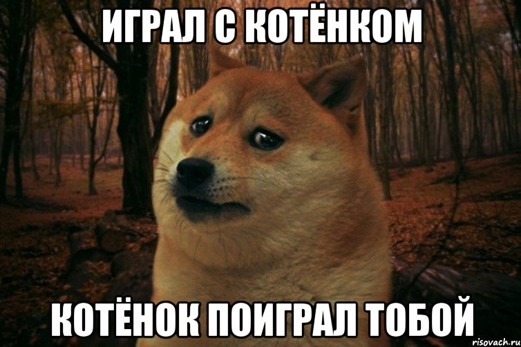 Играл с котёнком Котёнок поиграл тобой, Мем SAD DOGE