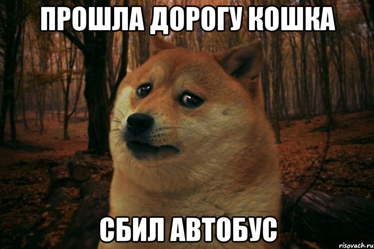 Прошла дорогу кошка сбил автобус, Мем SAD DOGE