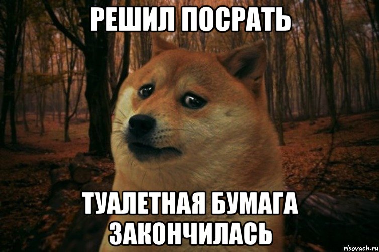 Решил посрать туалетная бумага закончилась, Мем SAD DOGE