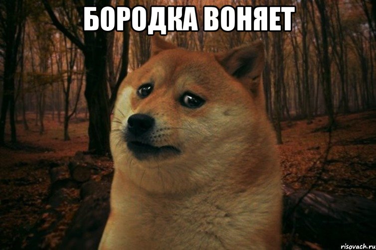 Бородка воняет , Мем SAD DOGE