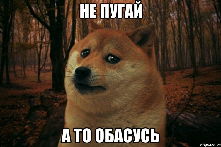 не пугай а то обасусь, Мем SAD DOGE