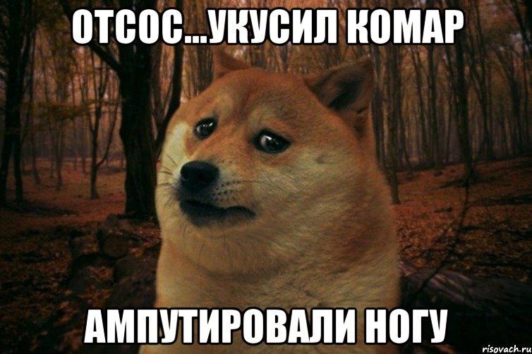 Отсос...укусил комар Ампутировали ногу, Мем SAD DOGE