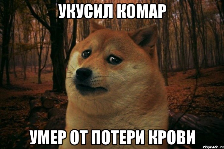 Укусил комар Умер от потери крови, Мем SAD DOGE