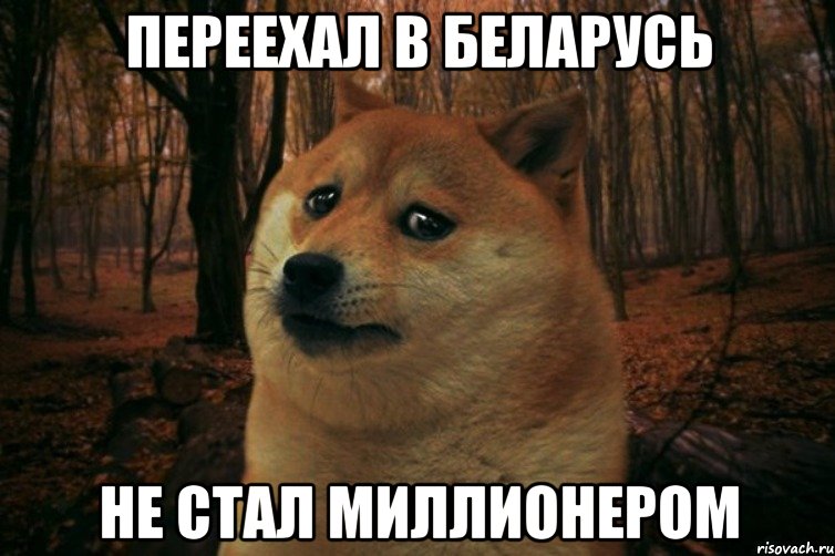 Переехал в Беларусь Не стал миллионером, Мем SAD DOGE